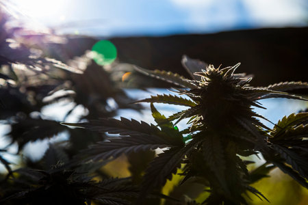 Medicinal Marijuana Plant Closeup