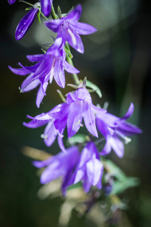 Floral Closeup with a Blurred Background