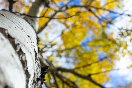 Golden Leaves on a Birch, or Aspen Tree with White Barkの写真素材