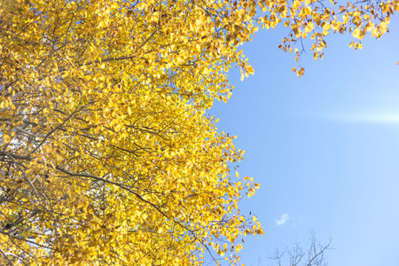 Golden Leaves on a Birch, or Aspen Tree with White Bark