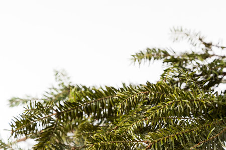 Douglas Fir Needles on bright Background