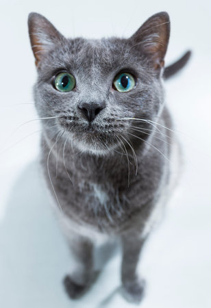 Small Cat in a Bright Studio Environment