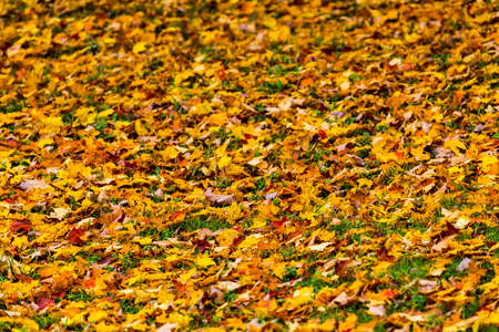 fallen leaves in autumnの写真素材