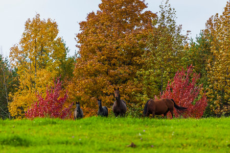 Horse Paddock View in Beautiful Fall Landscapeの写真素材