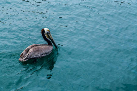 Pelican Bird in the Water Closeup Viewの写真素材
