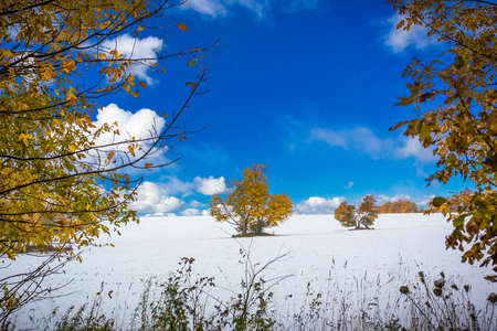 Autumn View of Trees and Foliageの写真素材