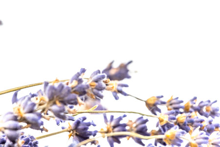 Closeup View of Dried Lavender Flowers, Aromatic