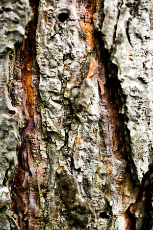 Tree Bark Background
