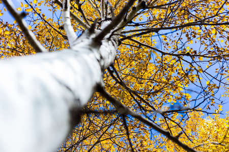 Golden Leaves on a Birch, or Aspen Tree with White Barkの写真素材