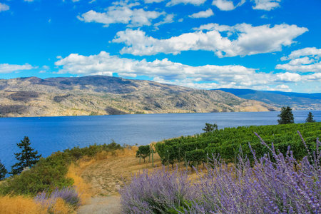 Scenic view of Okanagan Valley, BCの写真素材