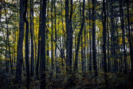 Forest Foliage View