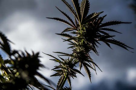 Medicinal Marijuana Plant Closeupの写真素材