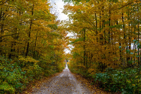 the view down a scenic country roadway in autumn landscape