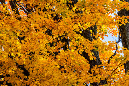 abstract view of colorful fall foliage
