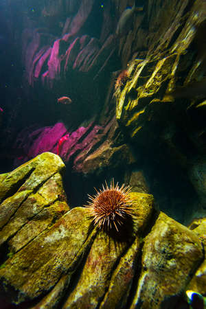 Underwater view of marine lifeの写真素材