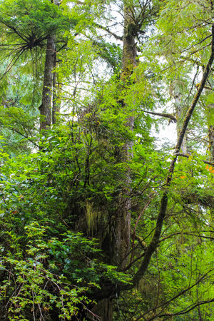 On vancouver Island, BC Pacific Coast Canada