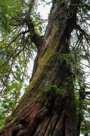 On vancouver Island, BC Pacific Coast Canada