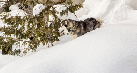 husky malmute dogの写真素材
