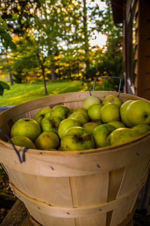 Apple Harvestの写真素材