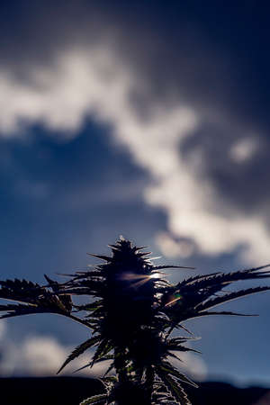 Medicinal Marijuana Plant Closeupの写真素材