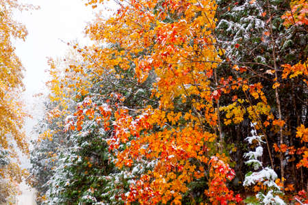 freshly fallen snow on fall foliageの写真素材