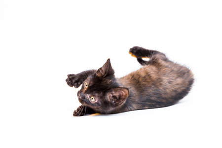 Feline in the Bright Studio Settingの写真素材