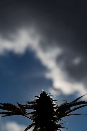 Medicinal Marijuana Plant Closeupの写真素材