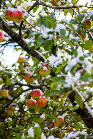 Ripe apples on tree under fresh early season snowfallの写真素材