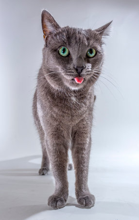 Small Cat in a Bright Studio Environmentの写真素材