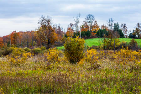 Trees in the forest changing colour in autumnの写真素材