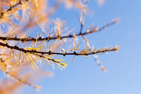 yellow tamarack larch tree in autumn against blue skyの写真素材