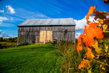 Colorful Fall Leaves and Old Barn