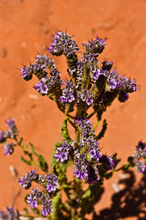 beautiful flowers in bloom