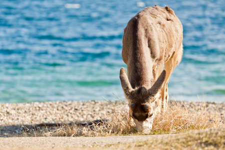 deer in waterton international peace park on border of Canada and USAの写真素材