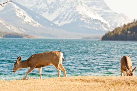Deers in waterton international peace park on border of Canada and USAの写真素材