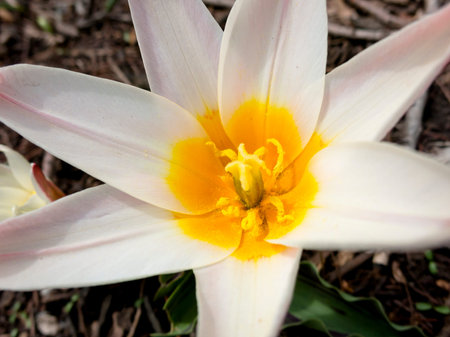 beautiful flowers in bloom