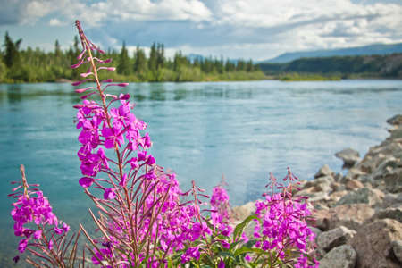 beautiful flowers in bloomの写真素材