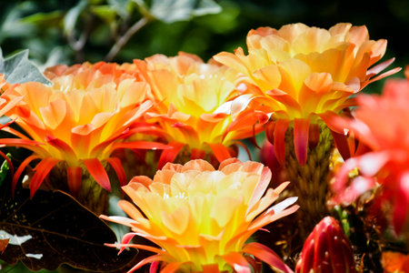 beautiful flowers in bloomの写真素材