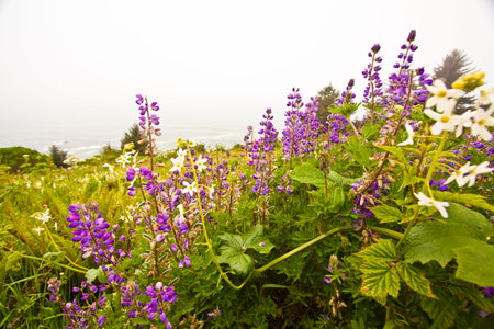 beautiful flowers in bloomの写真素材