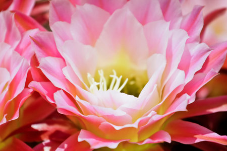 beautiful flowers in bloomの写真素材