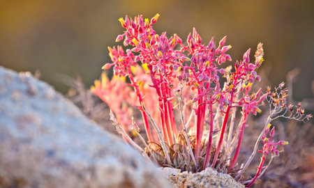 beautiful flowers in bloomの写真素材