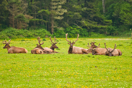elk in the pasture in the wild