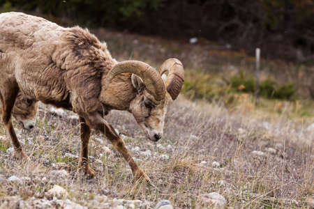 Okanagan Scenicsの写真素材