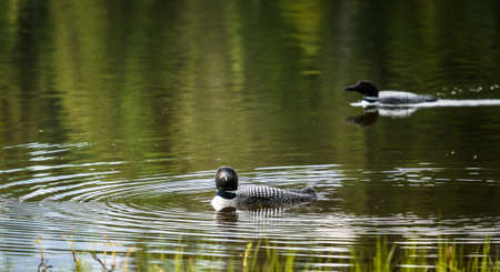 Okanagan Scenicsの写真素材