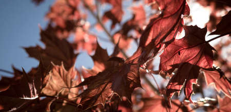 Okanagan Scenicsの写真素材