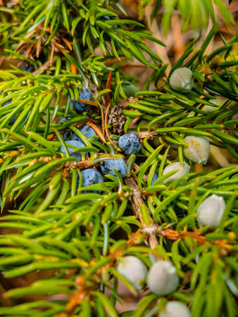 Okanagan Scenicsの写真素材