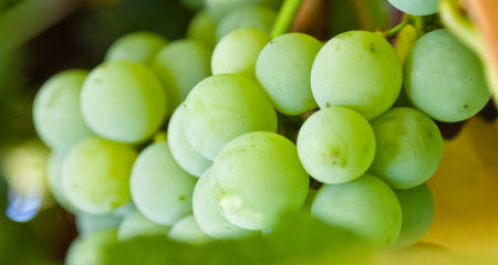 green grapes ripened