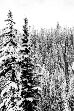 snow on trees, freshの写真素材