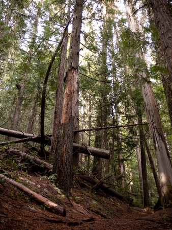 Okanagan Scenics