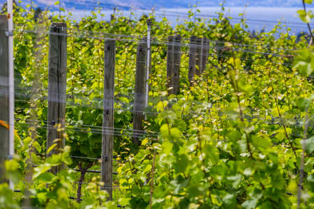 row of grapes at a wineryの写真素材
